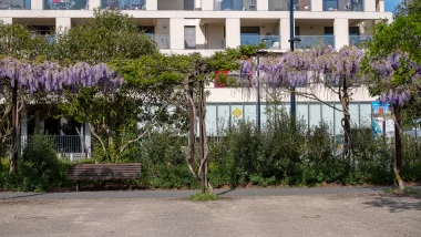 Parc des berges de Bordeaux, bancs sous les glycines.